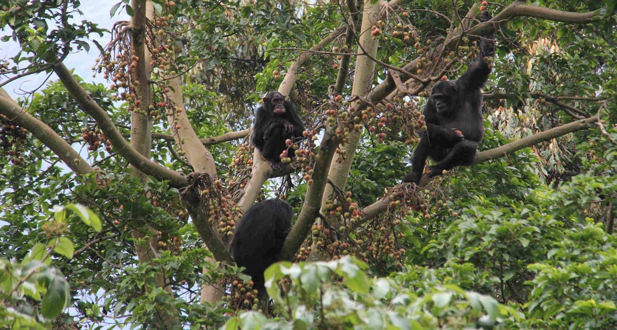 Nyungwe Forest