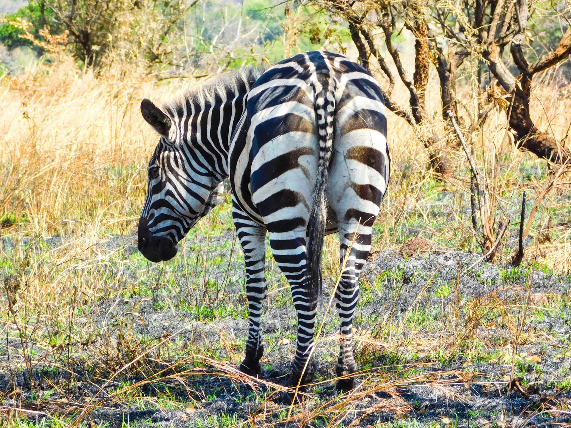 Akagera National Park