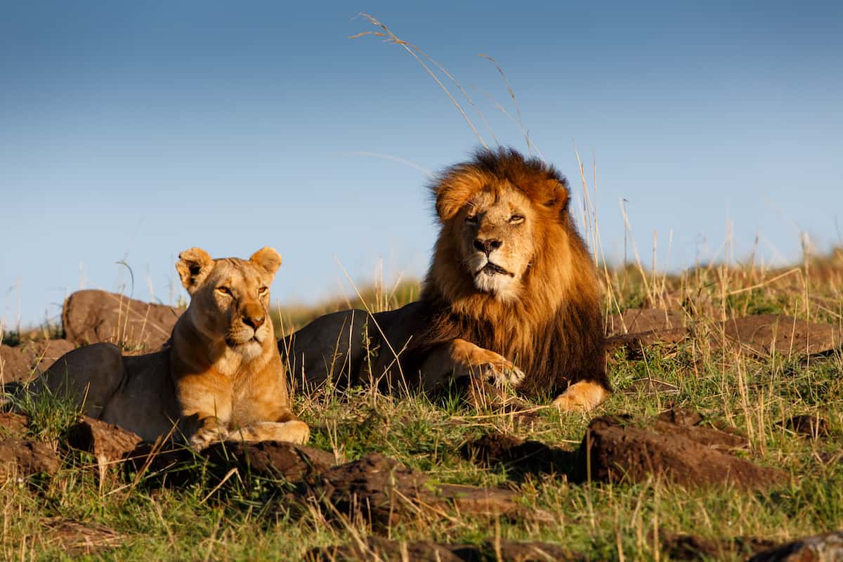 Akagera National Park