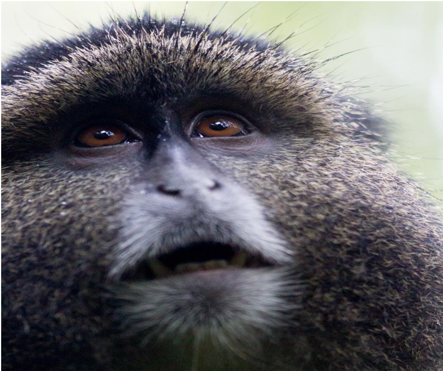 Akagera National Park