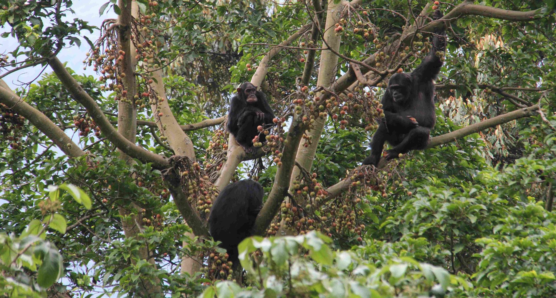 Nyungwe National Park